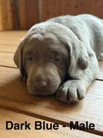 Silver lab- dark blue, a male Labrador Retriever for sale in Cannon Falls, MN – 3 of 10