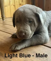 Silver lab- light blue, a male Labrador Retriever for sale in Cannon Falls, MN – 4 of 10