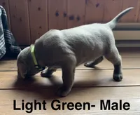 Silver lab- Light Green, a male Labrador Retriever for sale in Cannon Falls, MN – 6 of 6