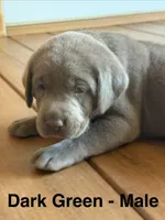 Silver lab- dark green , a male Labrador Retriever for sale in Cannon Falls, MN – 3 of 10