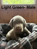 Silver lab- Light Green, a male Labrador Retriever for sale in Cannon Falls, MN – 2 of 6
