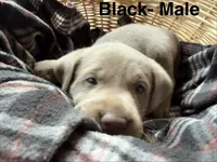 Silver lab- black , a male Labrador Retriever for sale in Cannon Falls, MN – 6 of 10
