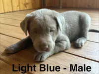 Silver lab- light blue, a male Labrador Retriever for sale in Cannon Falls, MN – 3 of 10