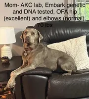 Silver lab- light blue, a male Labrador Retriever for sale in Cannon Falls, MN – 9 of 10