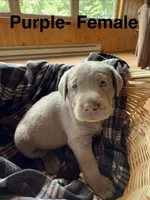 Silver lab- purple, a female Labrador Retriever for sale in Cannon Falls, MN – 1 of 6