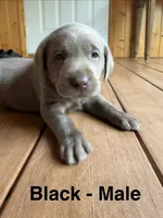 Silver lab- black , a male Labrador Retriever for sale in Cannon Falls, MN – 2 of 10