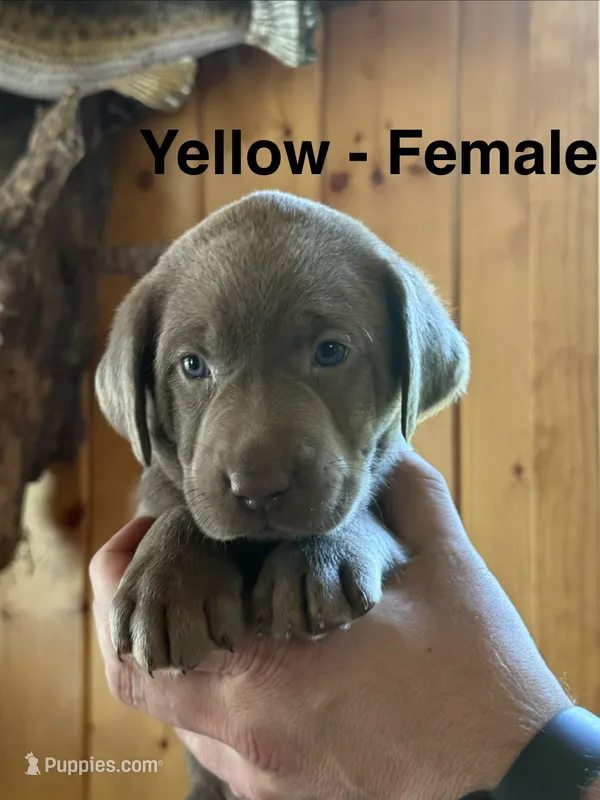 Silver lab- yellow – Labrador Retriever puppy for sale in Cannon Falls, MN