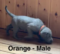 Silver Lab- orange, a male Labrador Retriever for sale in Cannon Falls, MN – 4 of 10
