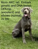 Silver lab- yellow, a female Labrador Retriever for sale in Cannon Falls, MN – 10 of 10
