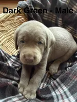 Silver lab- dark green , a male Labrador Retriever for sale in Cannon Falls, MN – 2 of 10