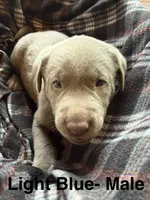 Silver lab- light blue, a male Labrador Retriever for sale in Cannon Falls, MN – 6 of 10