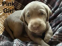 Silver lab- pink, a female Labrador Retriever for sale in Cannon Falls, MN – 5 of 10