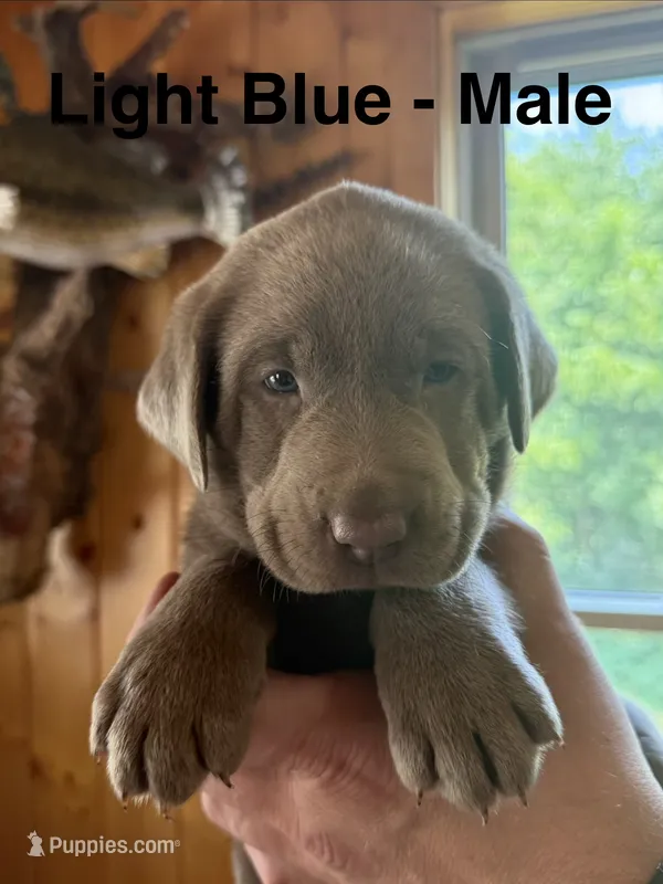 Silver lab- light blue – Labrador Retriever puppy for sale in Cannon Falls, MN