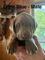 Silver lab- light blue, a male Labrador Retriever for sale in Cannon Falls, MN – 1 of 10