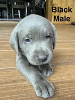 Silver lab- black , a male Labrador Retriever for sale in Cannon Falls, MN – 7 of 10
