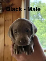 Silver lab- black , a male Labrador Retriever for sale in Cannon Falls, MN – 1 of 10