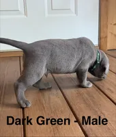 Silver lab- dark green , a male Labrador Retriever for sale in Cannon Falls, MN – 6 of 10