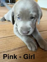 Silver lab- pink, a female Labrador Retriever for sale in Cannon Falls, MN – 2 of 10