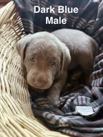 Silver lab- dark blue, a male Labrador Retriever for sale in Cannon Falls, MN – 4 of 10