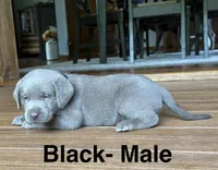 Silver lab- black , a male Labrador Retriever for sale in Cannon Falls, MN – 8 of 10
