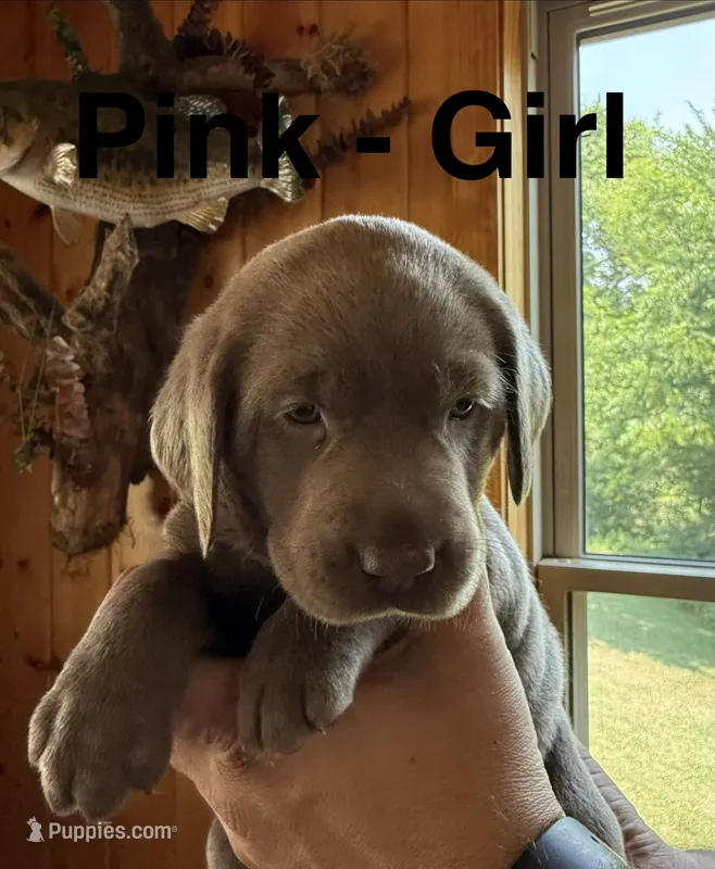 Silver lab- pink – Labrador Retriever puppy on hold in Cannon Falls, MN