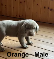 Silver Lab- orange, a male Labrador Retriever for sale in Cannon Falls, MN – 6 of 10