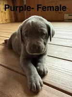 Silver lab- black , a male Labrador Retriever for sale in Cannon Falls, MN – 4 of 10