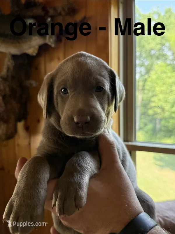 Silver Lab- orange – Labrador Retriever puppy for sale in Cannon Falls, MN
