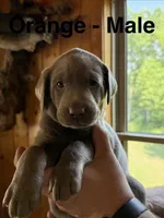 Silver Lab- orange, a male Labrador Retriever for sale in Cannon Falls, MN – 1 of 10