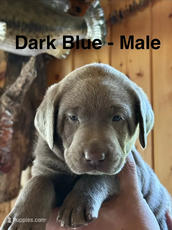 Silver lab- dark blue – Labrador Retriever puppy for sale in Cannon Falls, MN