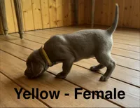 Silver lab- yellow, a female Labrador Retriever for sale in Cannon Falls, MN – 6 of 10