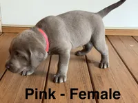 Silver lab- pink, a female Labrador Retriever for sale in Cannon Falls, MN – 7 of 10