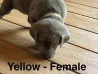 Silver lab- yellow, a female Labrador Retriever for sale in Cannon Falls, MN – 4 of 10