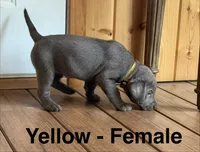 Silver lab- yellow, a female Labrador Retriever for sale in Cannon Falls, MN – 5 of 10