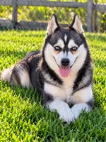 Sapphire, a female Alaskan Klee Kai for sale in Hillsboro, OH – 2 of 3