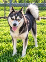 Sapphire, a female Alaskan Klee Kai for sale in Hillsboro, OH – 3 of 3