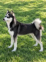 Scout, a male Alaskan Klee Kai for sale in Hillsboro, OH – 3 of 3