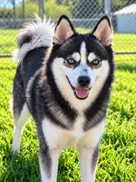Scout, a male Alaskan Klee Kai for sale in Hillsboro, OH – 3 of 4