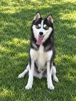 Scout, a male Alaskan Klee Kai for sale in Hillsboro, OH – 1 of 3