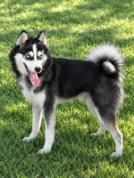 Scout, a male Alaskan Klee Kai for sale in Hillsboro, OH – 2 of 3