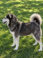 Owen, a male Alaskan Klee Kai for sale in Hillsboro, OH – 2 of 2