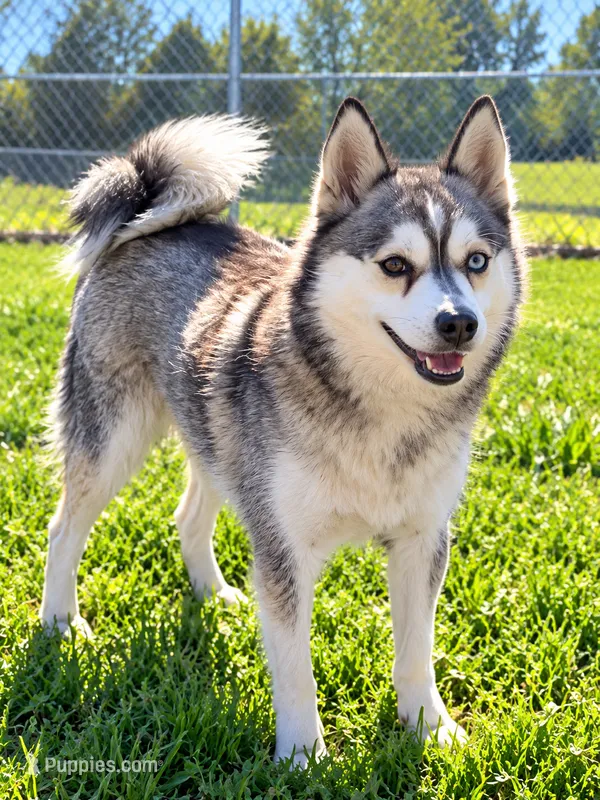 Lexie – Alaskan Klee Kai puppy for sale in Hillsboro, OH