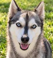 Willow, a female Alaskan Klee Kai for sale in Hillsboro, OH – 1 of 3