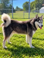 Owen, a male Alaskan Klee Kai for sale in Hillsboro, OH – 2 of 3