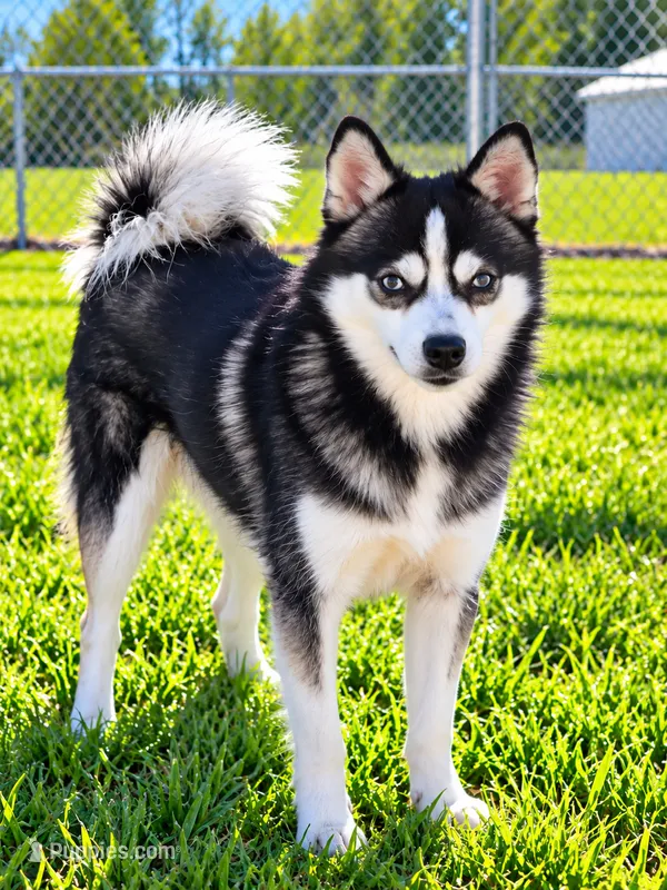 Scout – Alaskan Klee Kai puppy for sale in Hillsboro, OH