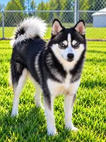 Scout, a male Alaskan Klee Kai for sale in Hillsboro, OH – 1 of 4