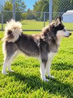 Krystal, a female Alaskan Klee Kai for sale in Hillsboro, OH – 3 of 3