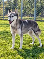 Willow, a female Alaskan Klee Kai for sale in Hillsboro, OH – 3 of 3
