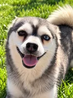 Lexie, a female Alaskan Klee Kai for sale in Hillsboro, OH – 2 of 3