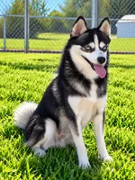 Scout, a male Alaskan Klee Kai for sale in Hillsboro, OH – 4 of 4